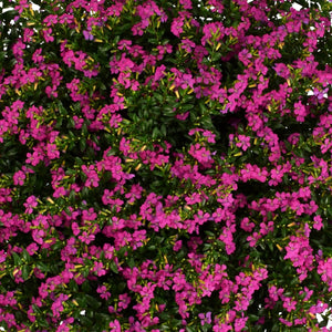 Cuphea "Mexican Heather" Diana HB