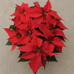 Poinsettia - Christmas Joy Red