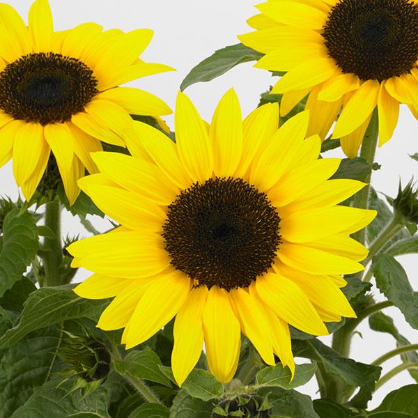 Sunflower Sunbuzz