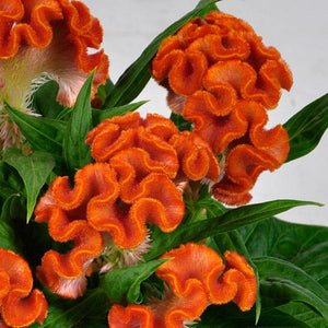 Celosia Twisted Orange