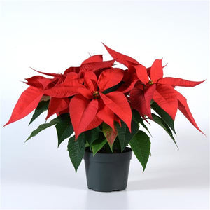 Poinsettia - Christmas Joy Red