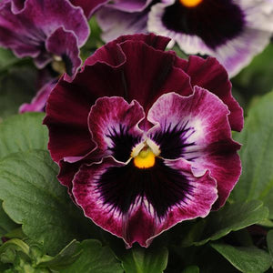 Pansy - Frizzle Sizzle Raspberry