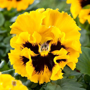 Pansy - Frizzle Sizzle Yellow
