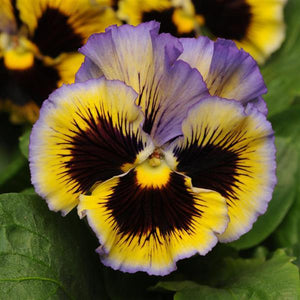 Pansy - Frizzle Sizzle Yellow Blue Swirl