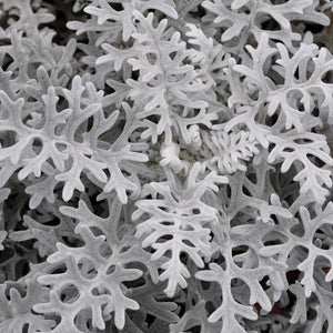 Dusty Miller Silverdust