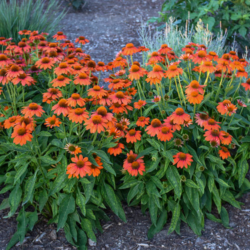 Echinacea Sombrero Adobe Orange