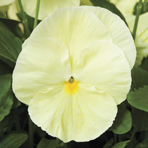 Pansy - Delta Premium Pure Primrose