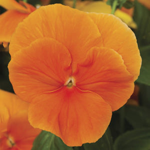 Pansy - Orange