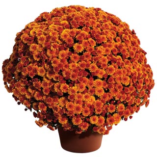 Chrysanthemum 'Cheryl Spicy Orange'