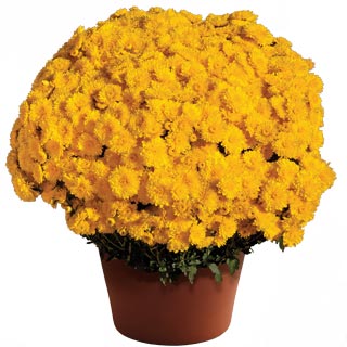 Chrysanthemum 'Cheryl Sparkling Yellow'