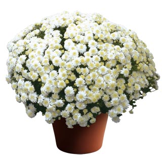 Chrysanthemum 'Wilma White'