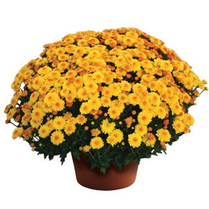 Chrysanthemum 'Cheryl Golden'