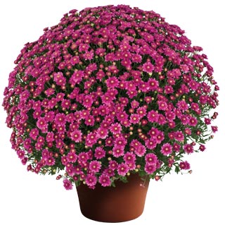 Chrysanthemum 'Chelsey Pink'