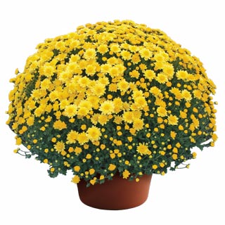 Chrysanthemum 'Chelsey Yellow'