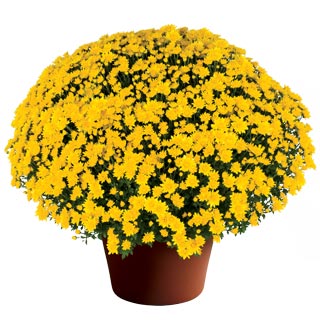 Chrysanthemum 'Makayla Yellow'