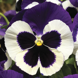 Pansy - Delta Premium Violet/White