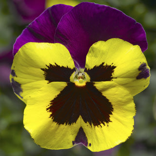 Pansy - Delta Premium Yellow/Purple Wing