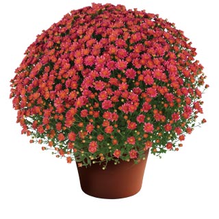 Chrysanthemum 'Jacqueline Rose'