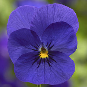 Viola - Penny Deep Blue