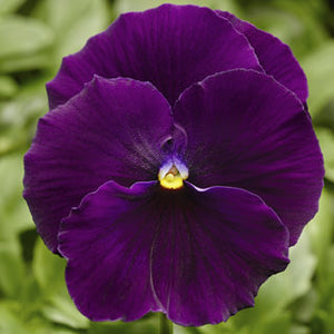 Pansy - Delta Premium Pure Violet