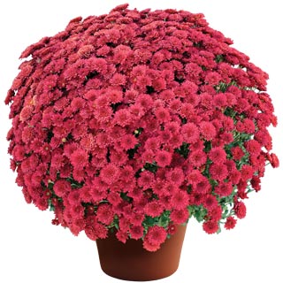 Chrysanthemum 'Ashley Red'