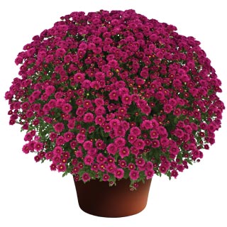 Chrysanthemum 'Rhonda Purple'