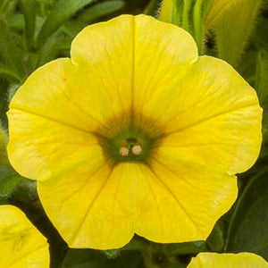 Petunia - Dekko Yellow