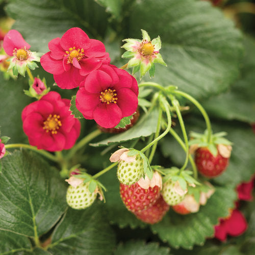 Fragaria - Berried Treasure Red Strawberry