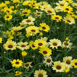 Argyranthemum Grandaisy Yellow