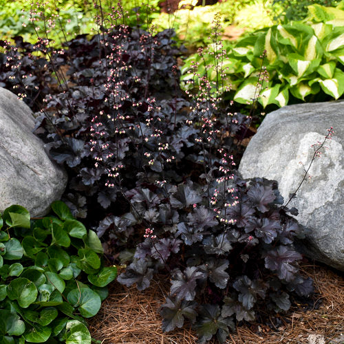 Heuchera Primo 'Black Pearl'