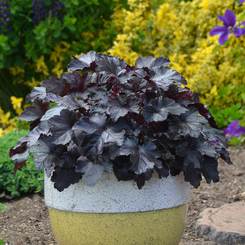 Heuchera Primo 'Black Pearl'