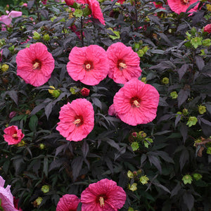 Hibiscus Summerific Evening Rose
