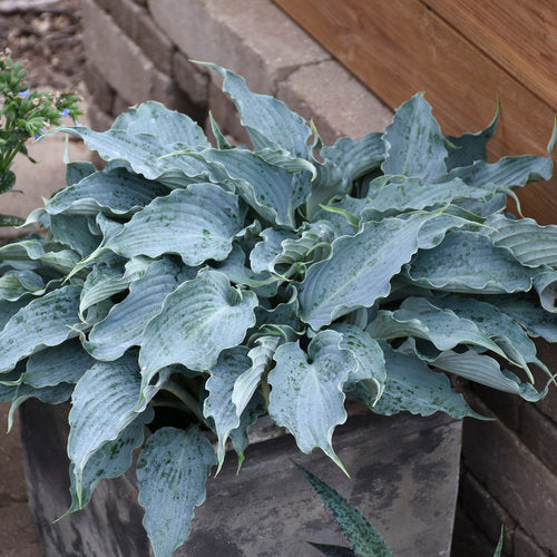 Hosta Waterslide