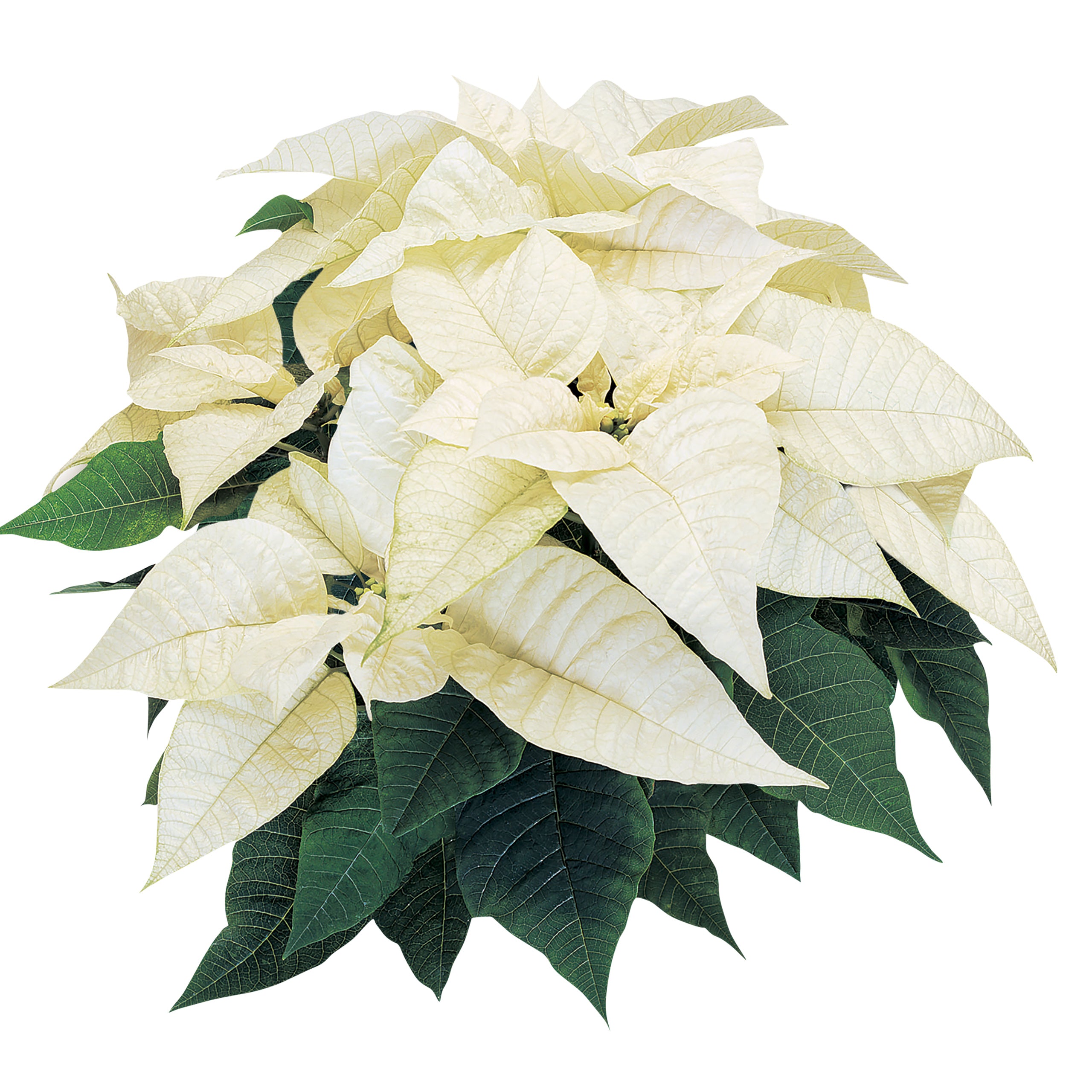 Poinsettia - Whitestar