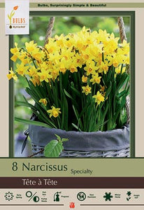 Narcissus Tete a Tete