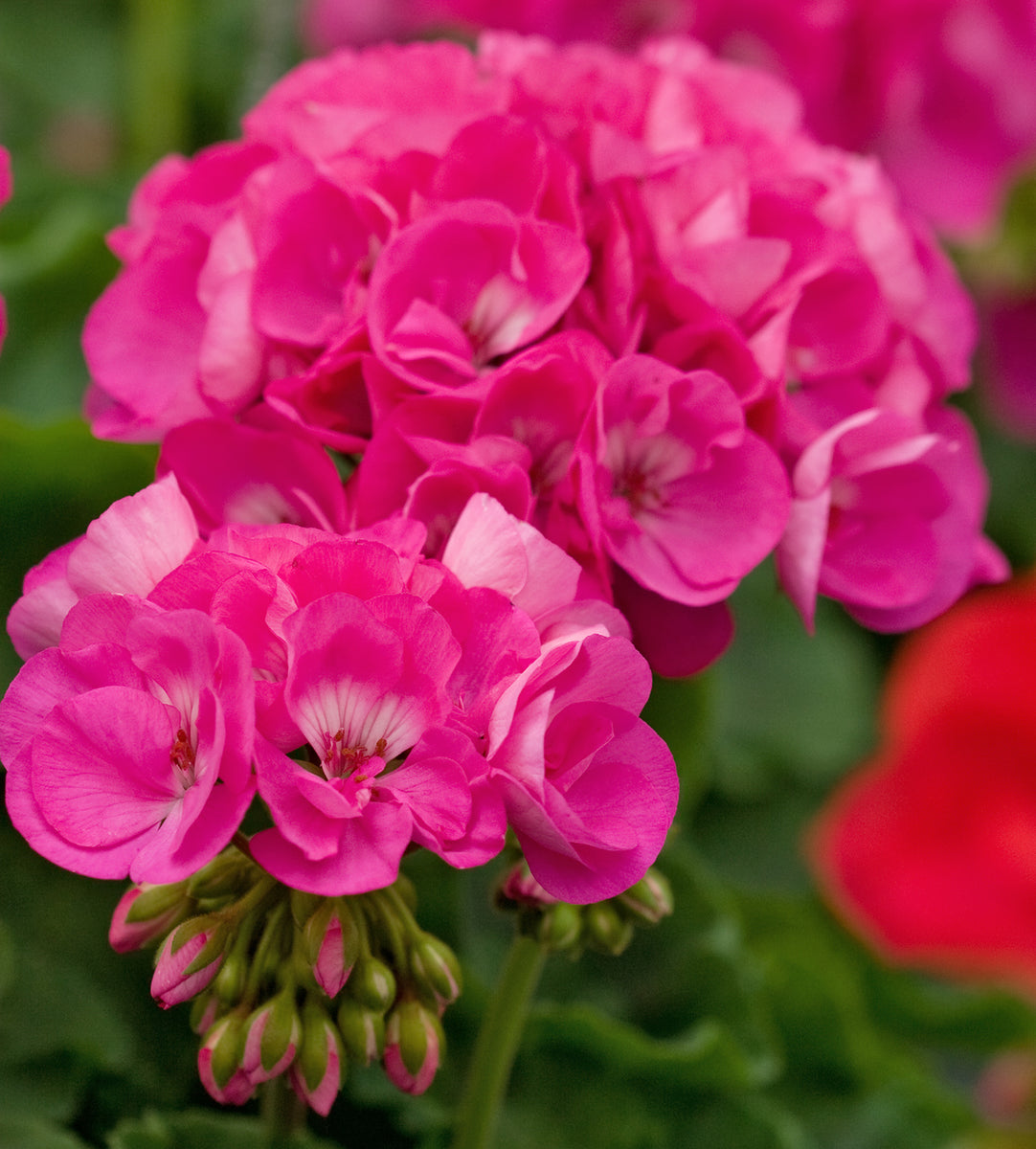 Geranium Patriot Rose Pink – Vern Goers Greenhouse