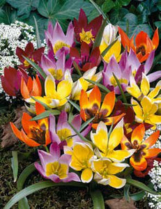 Tulip Wildflower Mixture