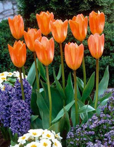 Tulip Orange Emperor