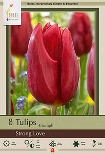 Tulip Big Love