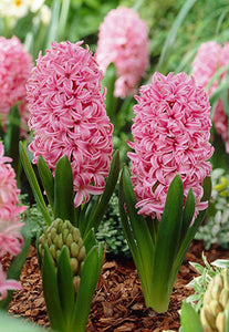 Hyacinth 'Pink'