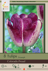 Tulip Colorado Proud