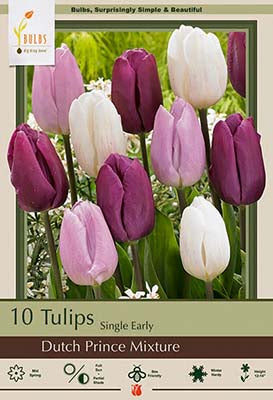 Tulip Dutch Prince Mixture