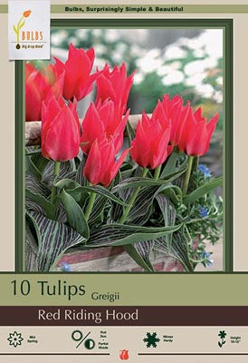 Tulip Red Riding Hood