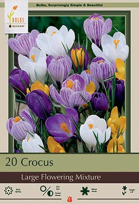 Crocus Large Flowering Mixture