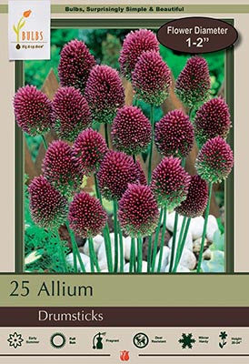 Allium Drumsticks