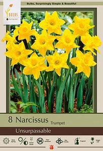 Narcissus Unsurpassable