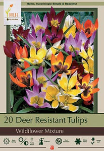 Tulip Wildflower Mixture