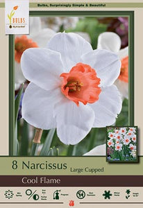 Narcissus Cool Flame
