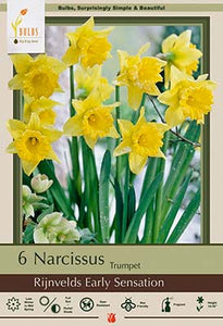 Narcissus Rijnveld's Early Sensation