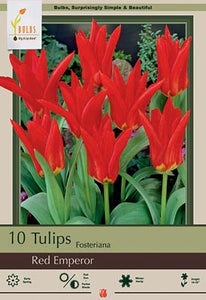 Tulip Red Emperor